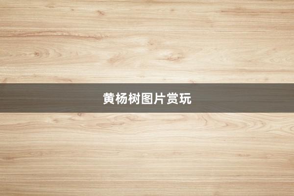 黄杨树图片赏玩